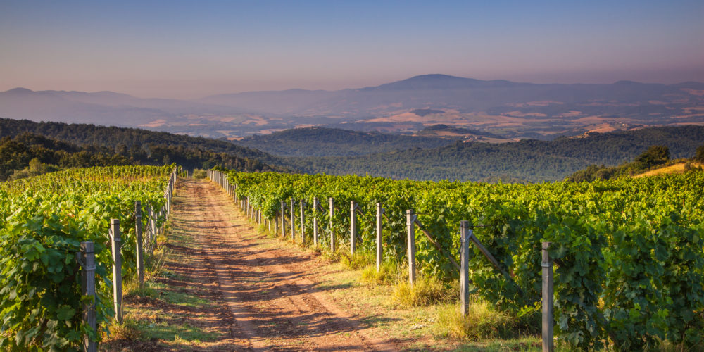 Chianti Vineyard in the Tuscan Hills on a Summer Morning